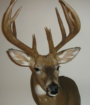 Deer